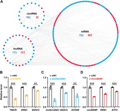 Identification of long non-coding RNA and circular RNA associated networks in cellular stress responses